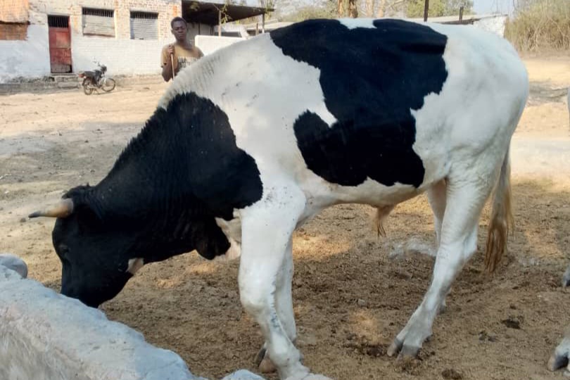 Ferme · 400 pièces – Route Kipushi, Annexe, Lubumbashi