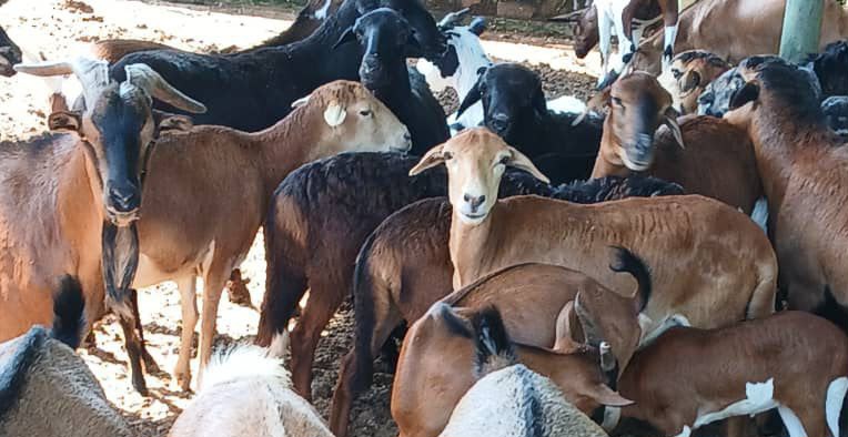 Ferme · 200 pièces – Route Kasenga, Annexe, Lubumbashi